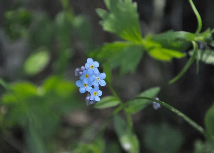 Helena By Interhome Apartment *