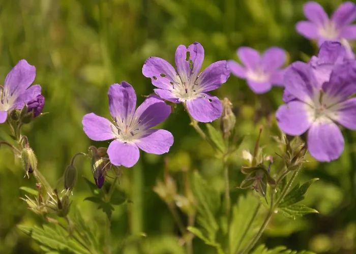 Helena By Interhome * Sankt Niklaus